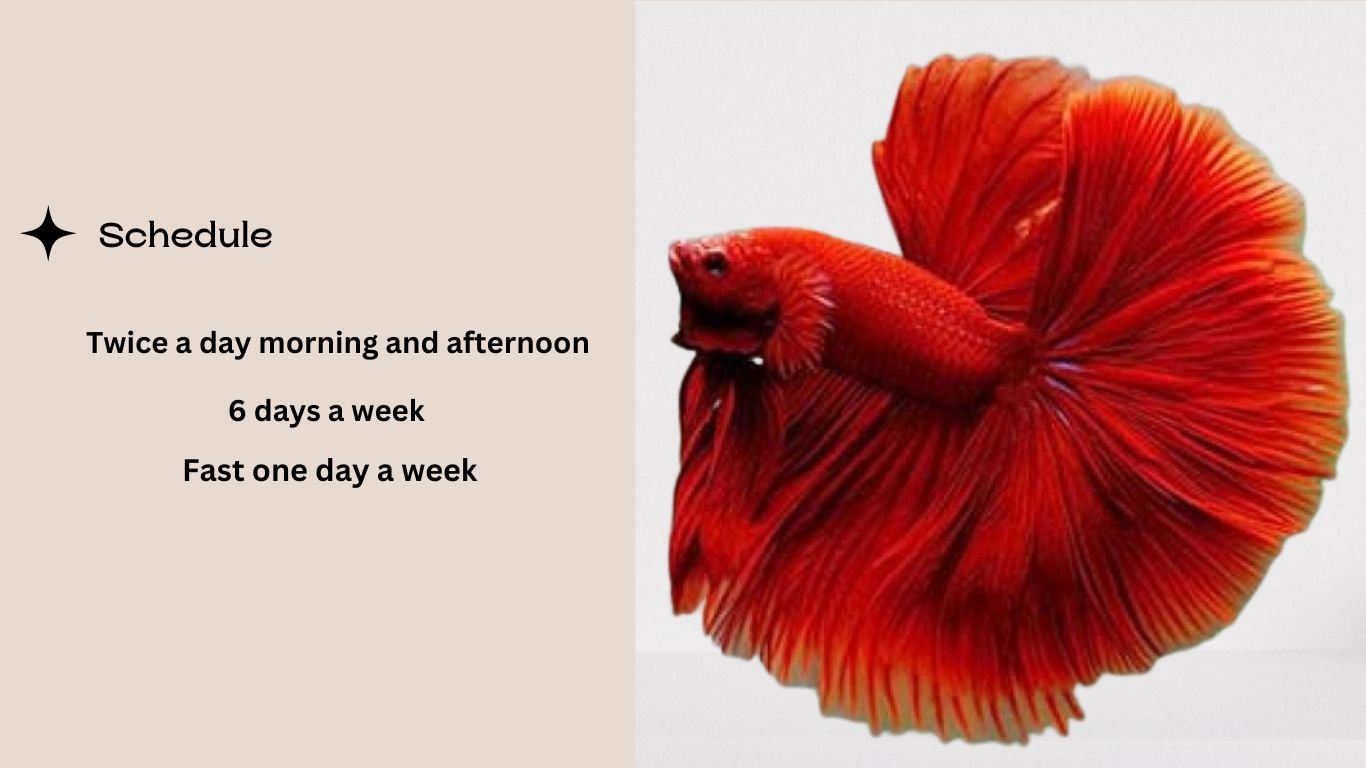 How Often to Feed Betta Fish