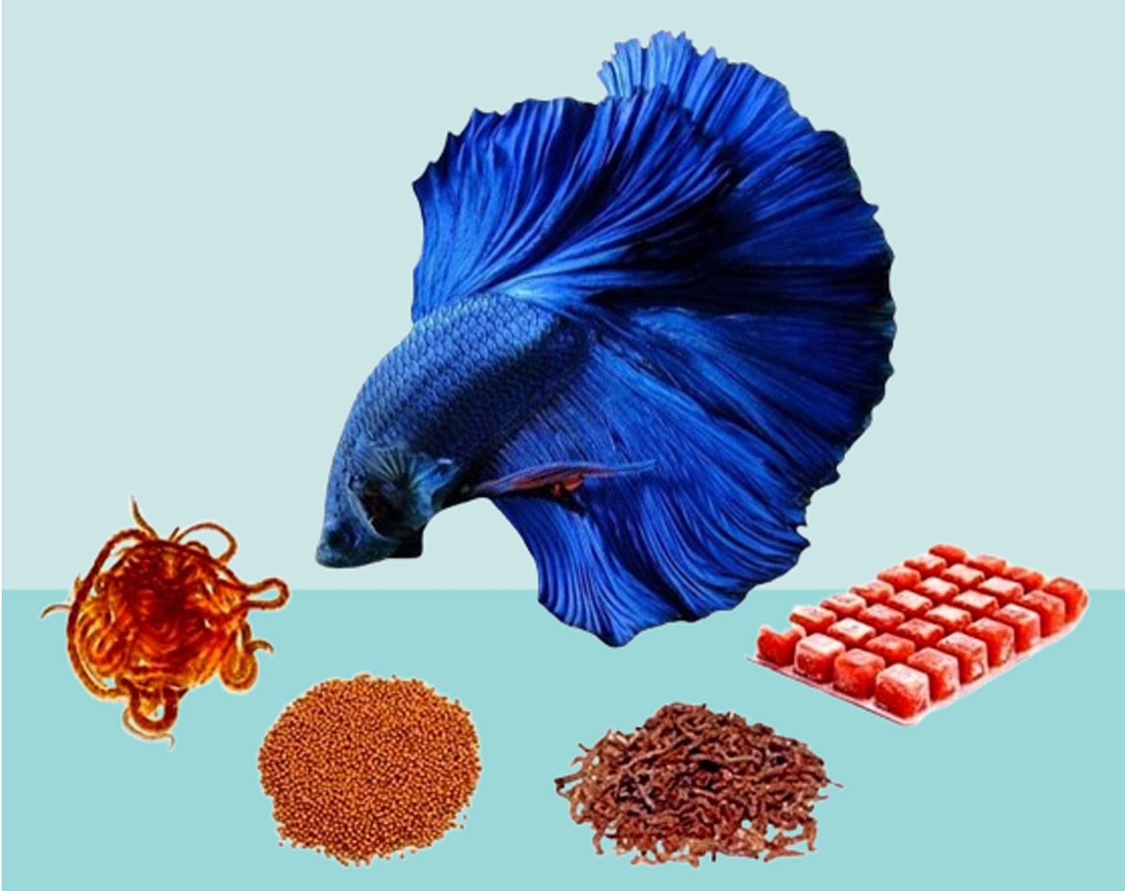 Betta Fish Food