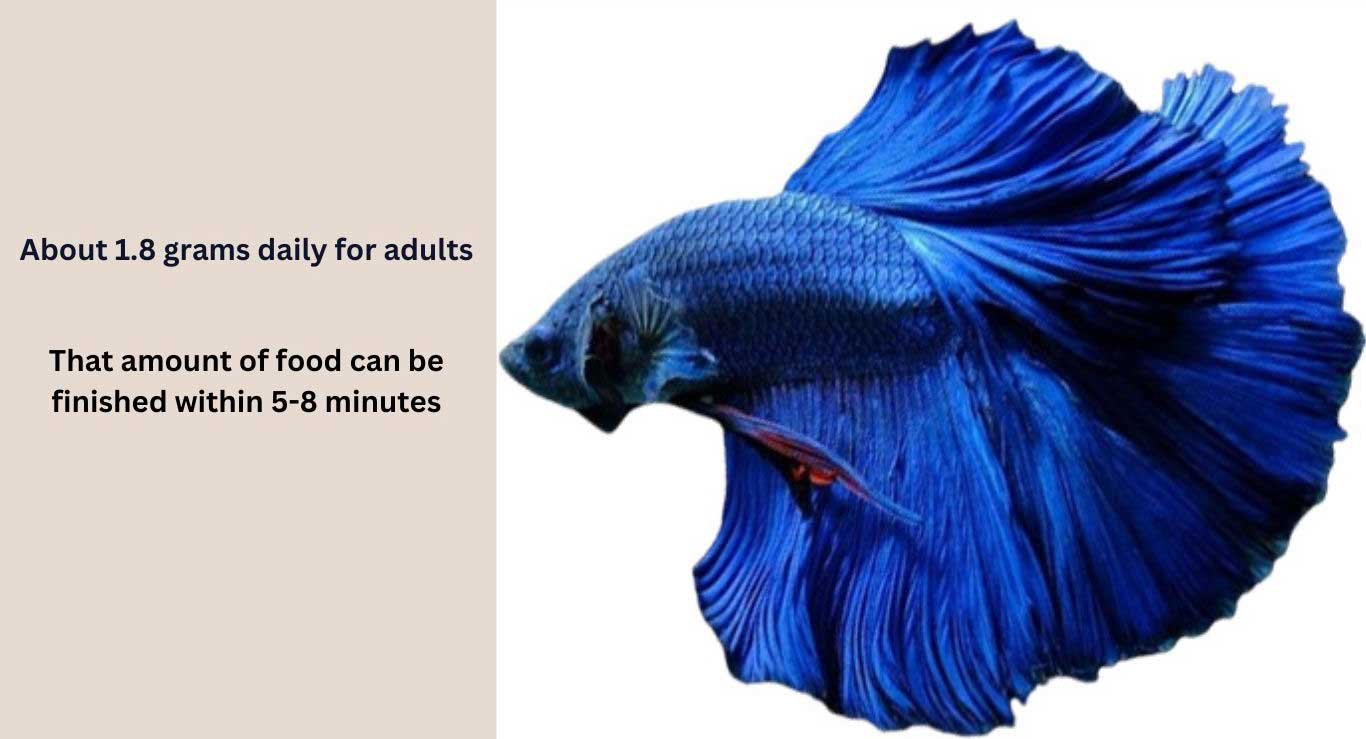 How Much to Feed a Betta Fish