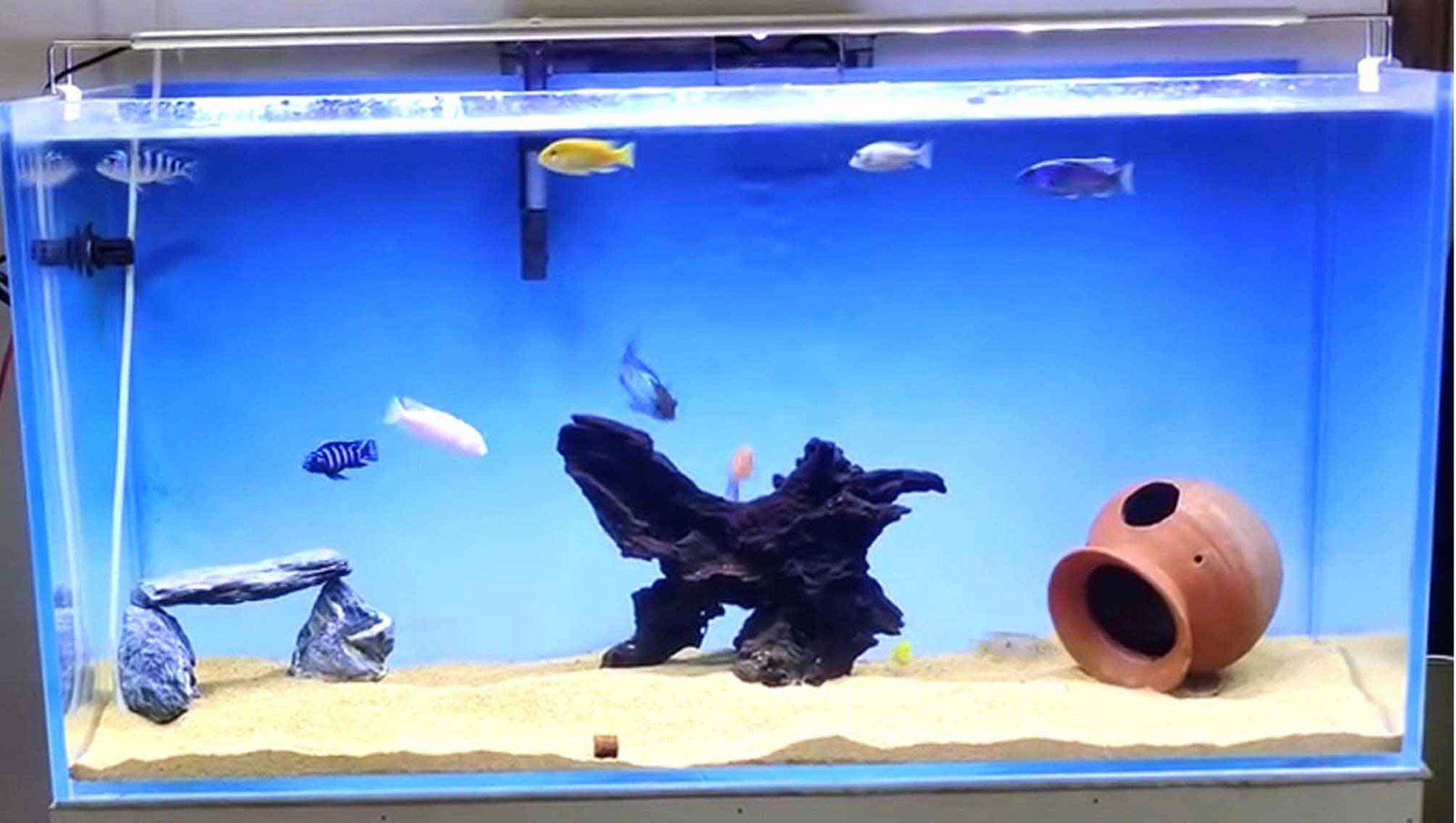 Decorate Your Aquarium for Fish