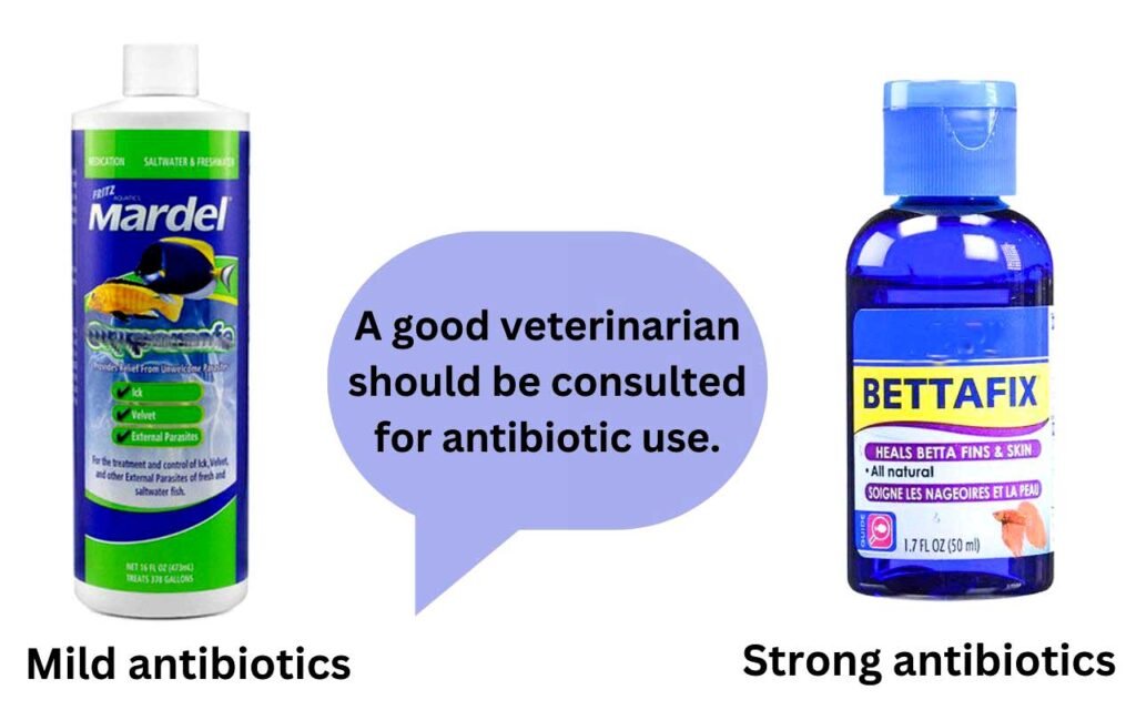 Antibiotic Treatment