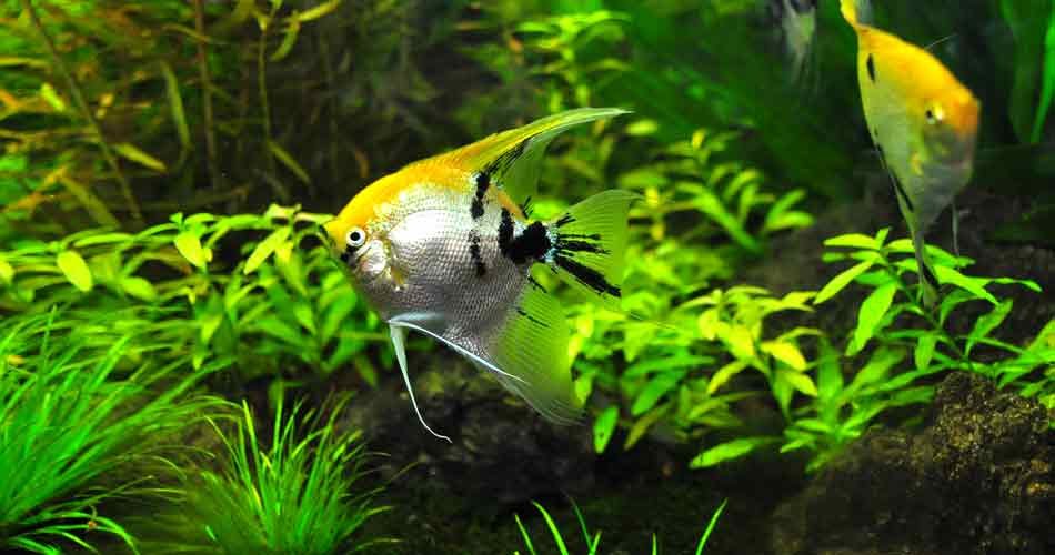 How to take care of angelfish