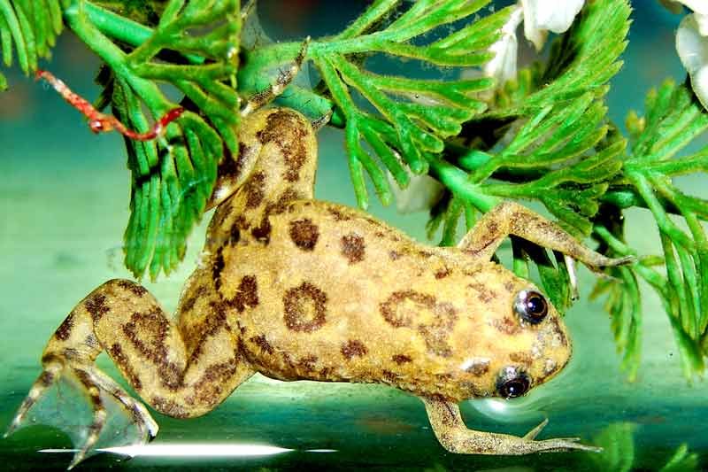 African-Dwarf-Frog