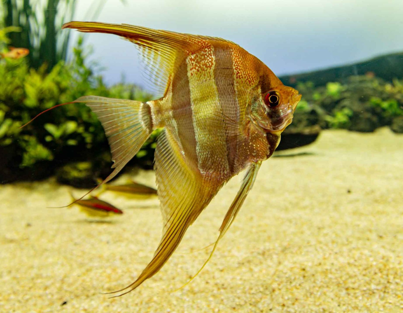 Angelfish