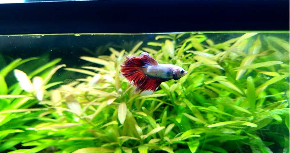 Aquarium plant for betta