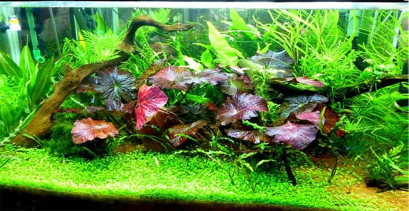 Aquarium plants for angelfish