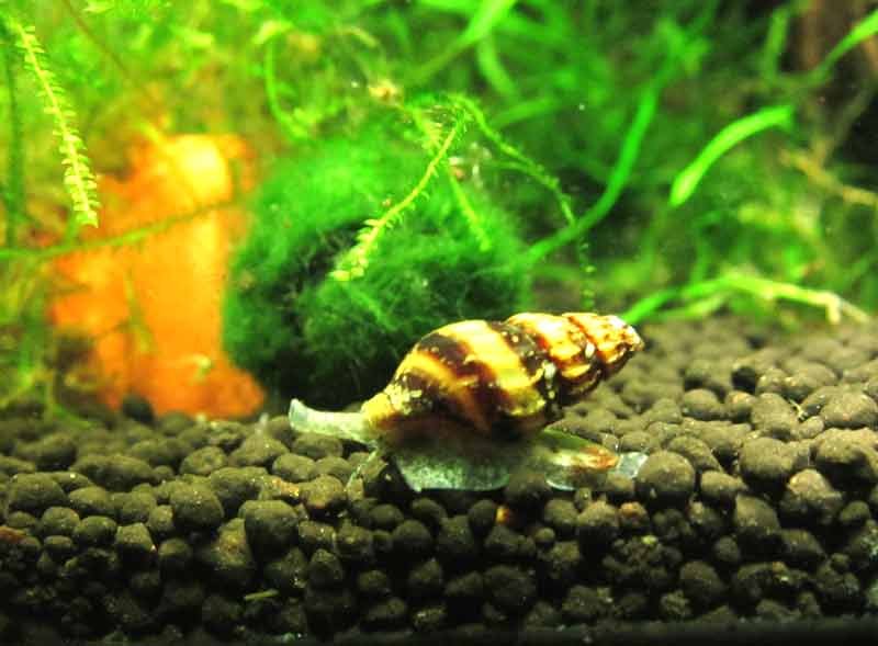 Assassin-Snails