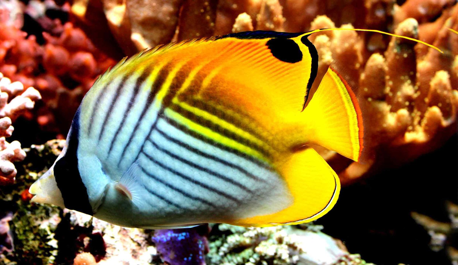 Auriga-Butterflyfish