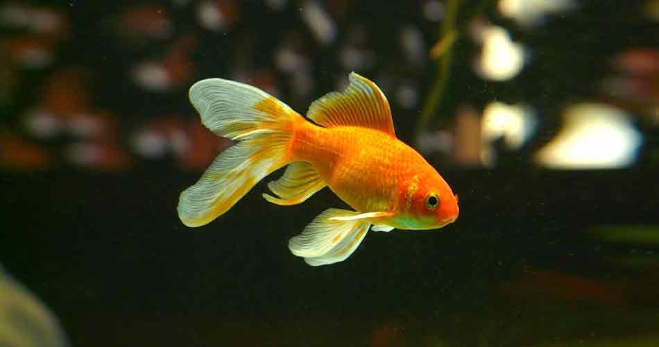 Best freshwater aquarium fish