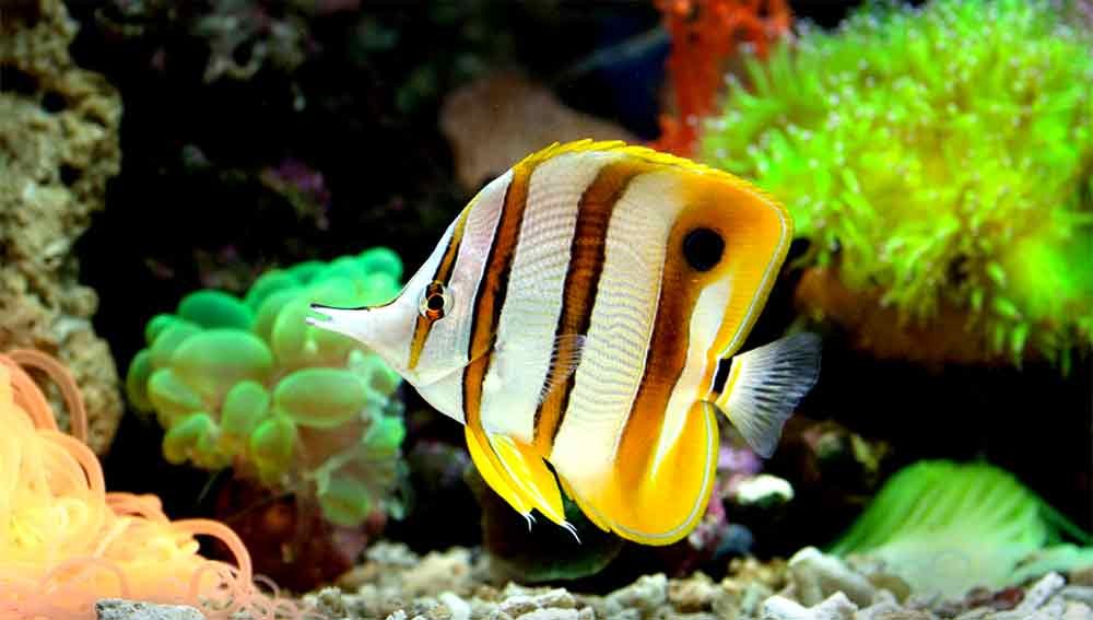 Best saltwater aquarium fish