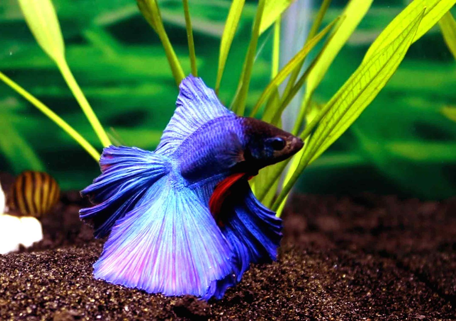 Betta Fish