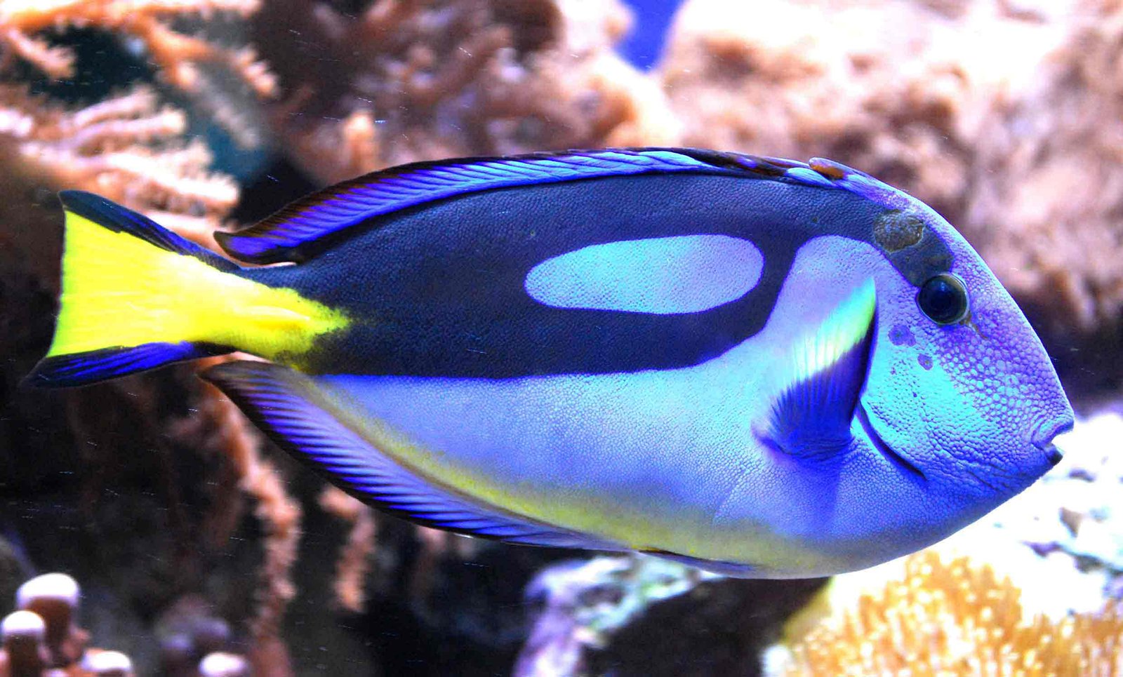 Blue-Tang