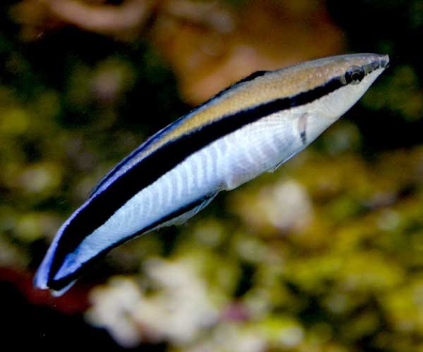 Cleaner Wrasse Cleaner Wrasse