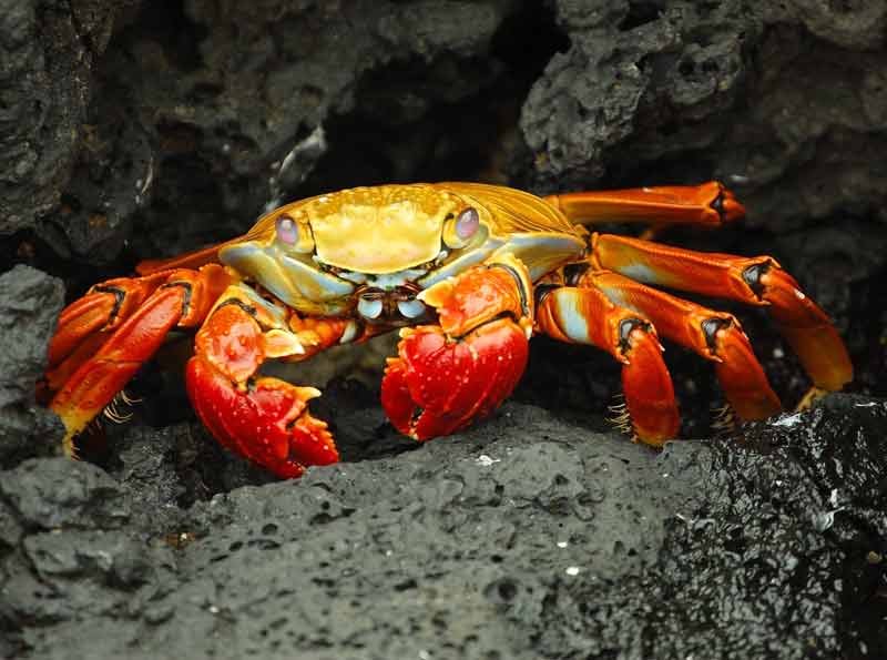 Coral-Crabs 