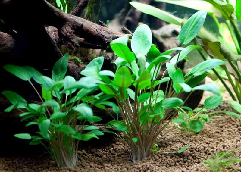 Cryptocoryne-Wendtii