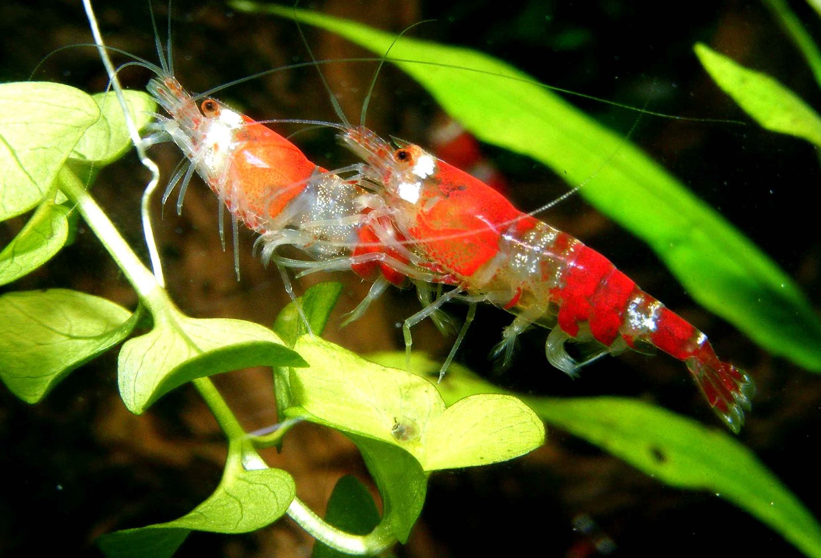 Crystal Red (Bee) Shrimp