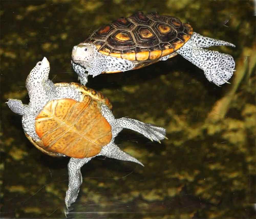 Diamondback-Terrapin