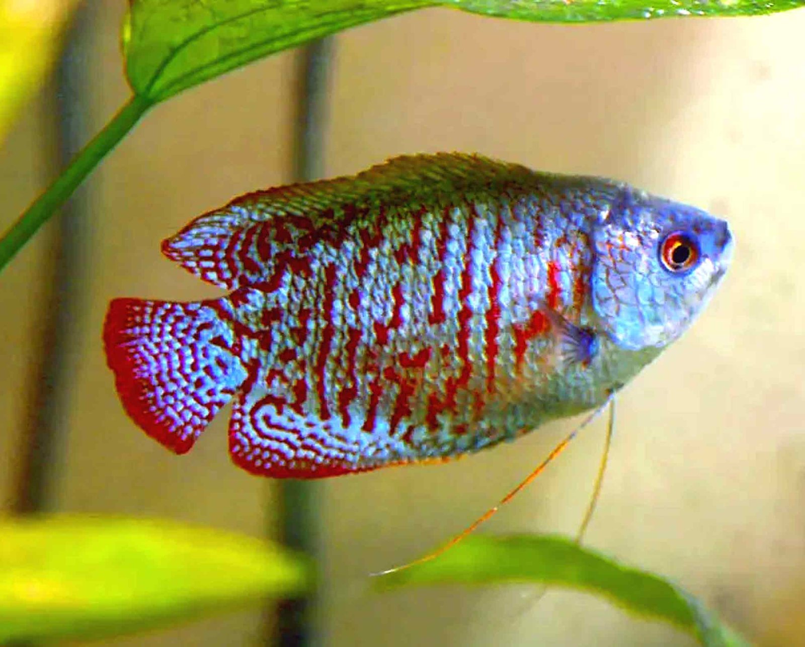 Dwarf Gourami