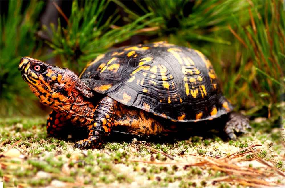 Eastern-Box-Turtle