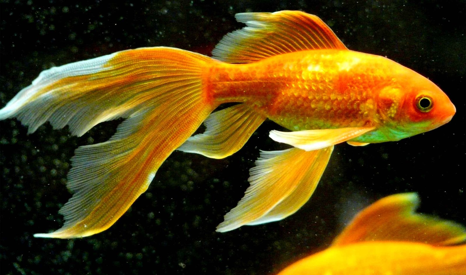 Fantail Goldfish