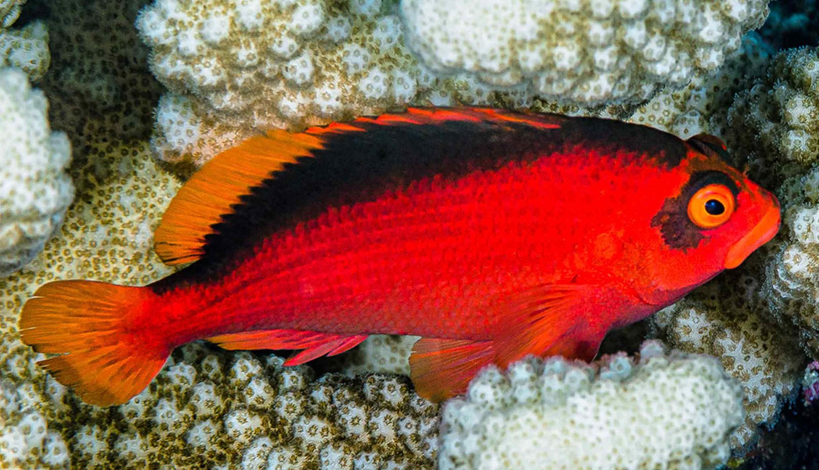 Flame-Hawkfish