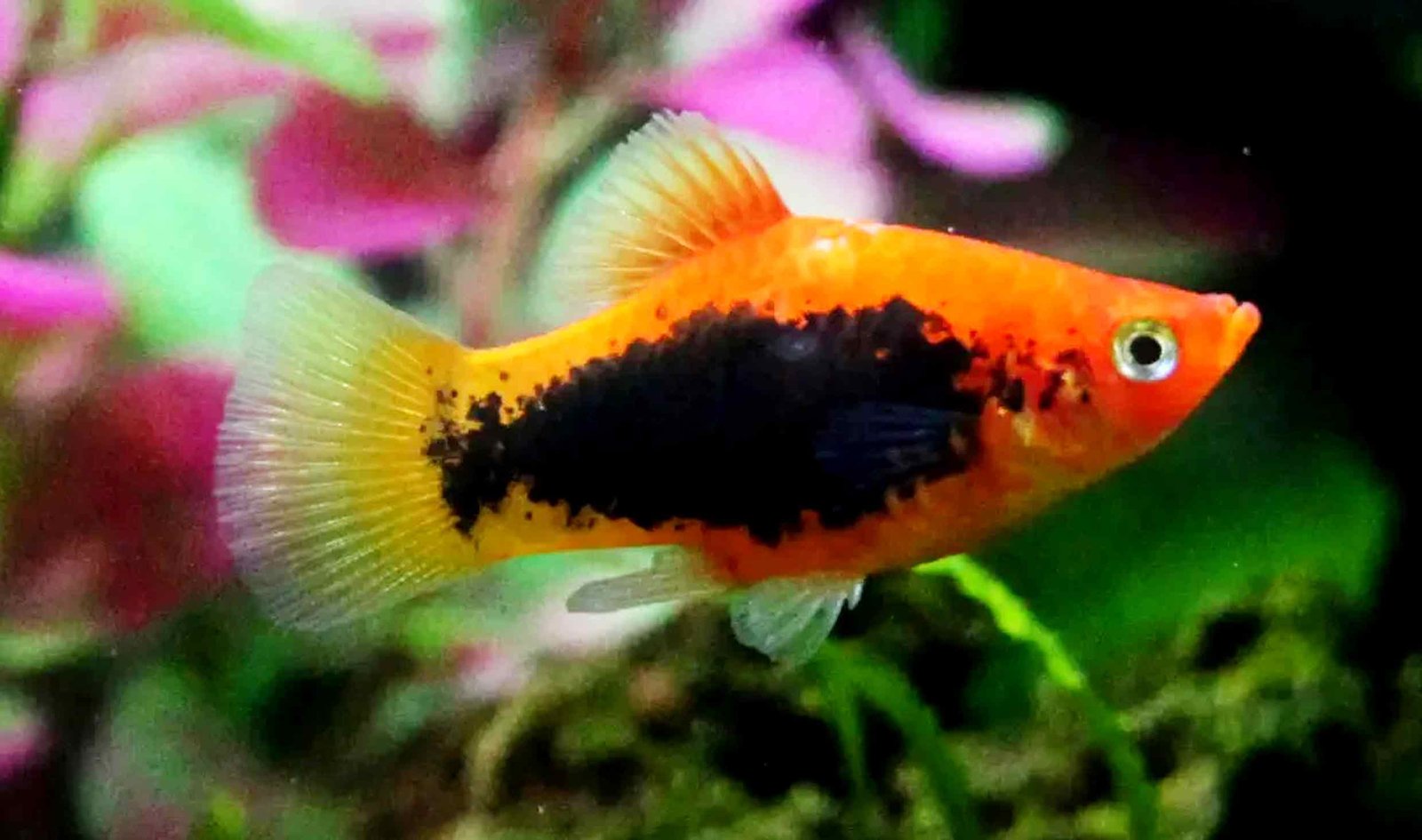 Gold Wagtail Platy