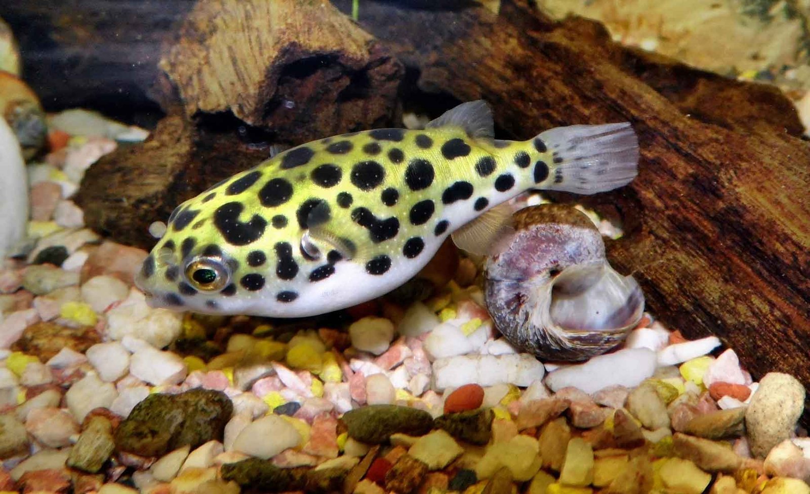 Green spotted puffer fish