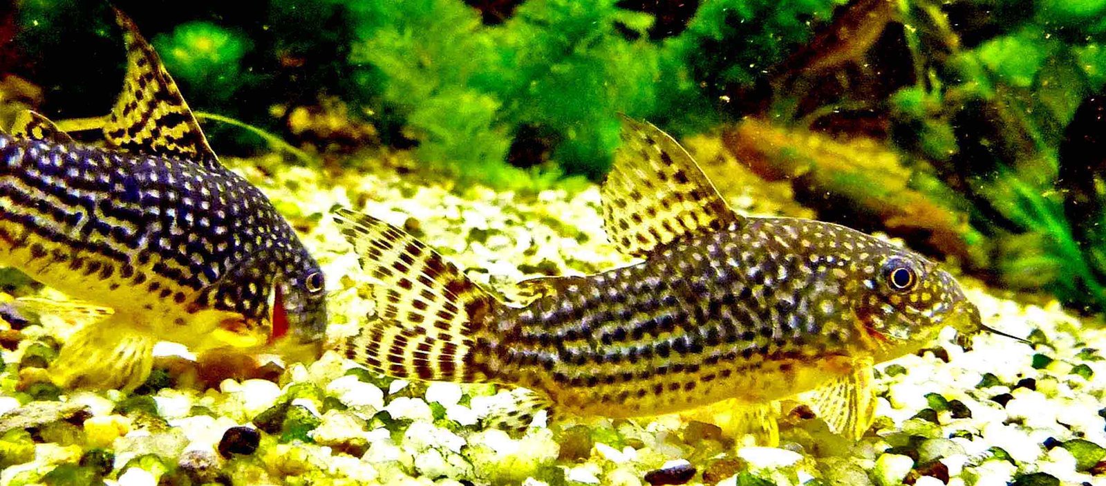 Habrosus Cory Catfish