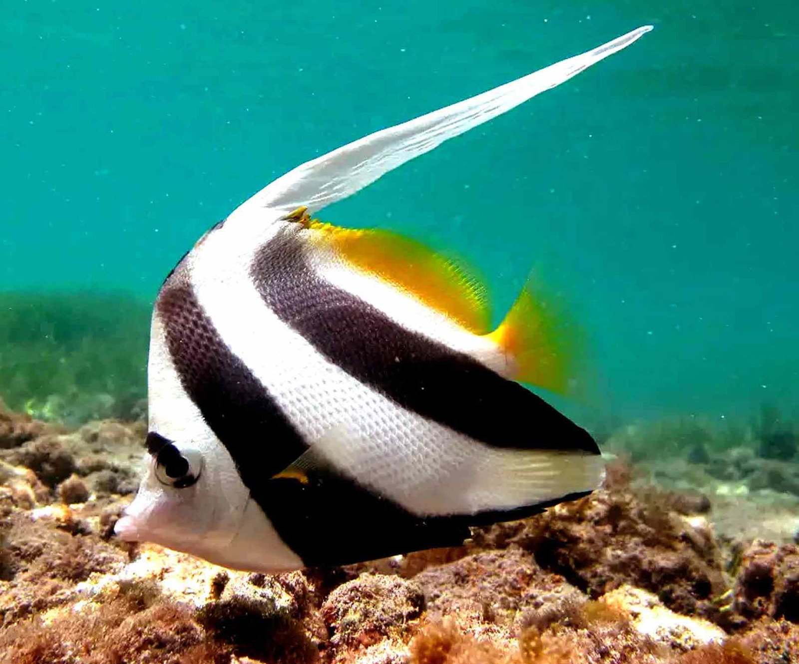 Heniochus-Black-and-White-Butterflyfish