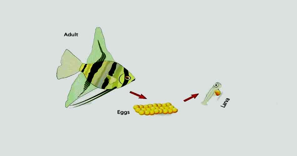 How to Care for Angelfish During Breeding Time