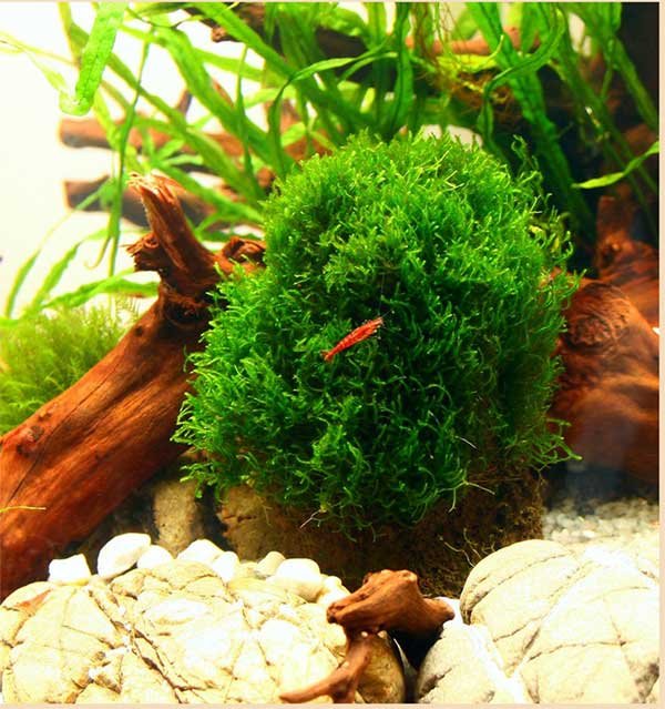 Java Moss