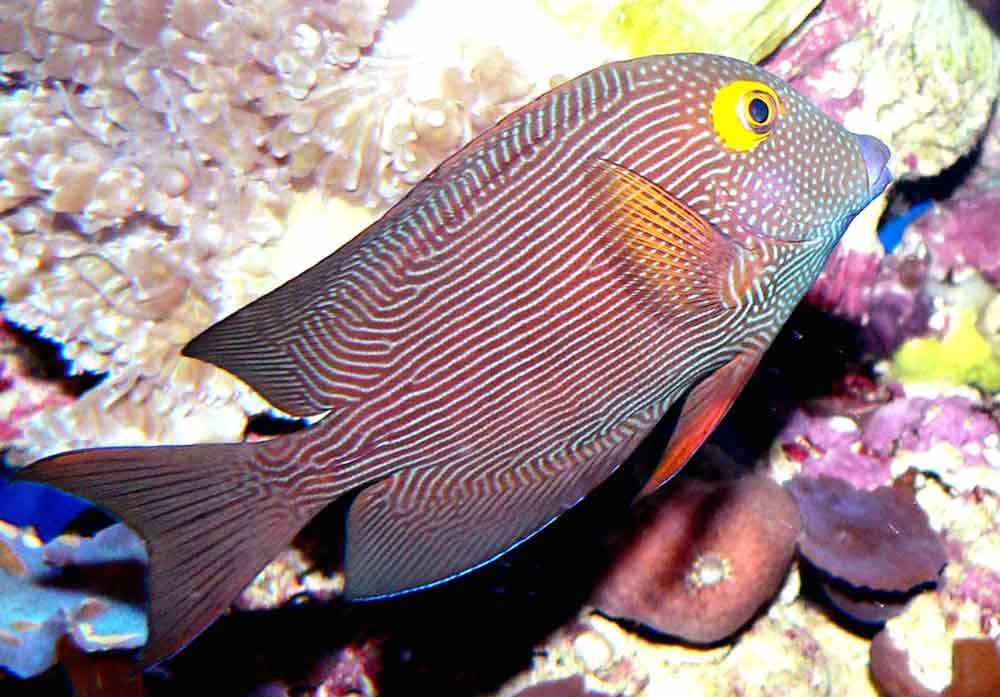 Kole-Yellow-Eye-Tang