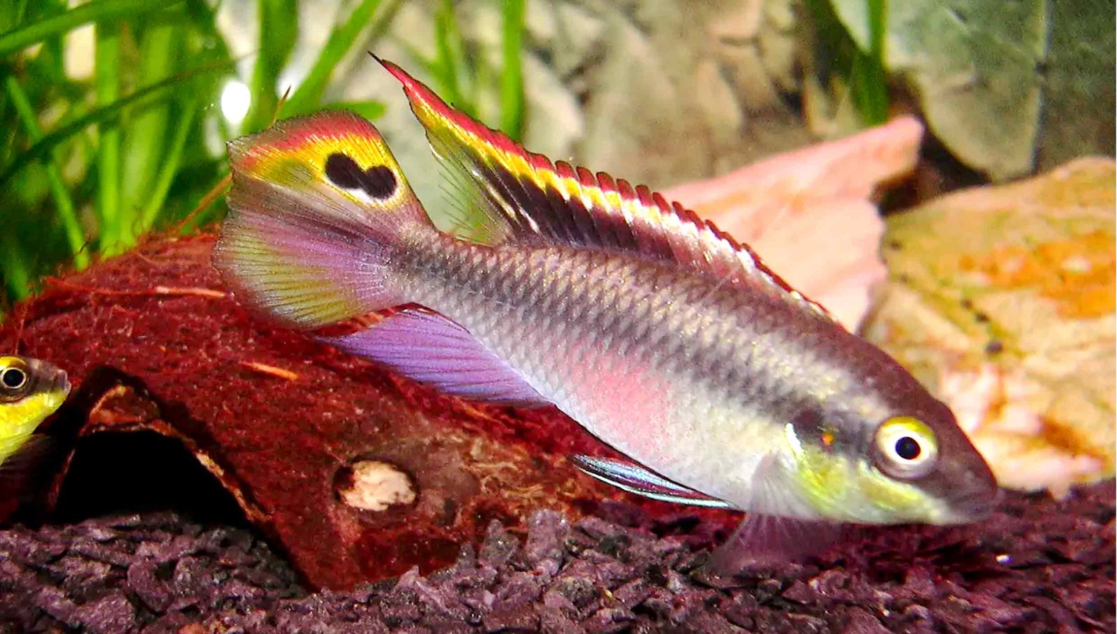 Kribensis Dwarf Cichlids