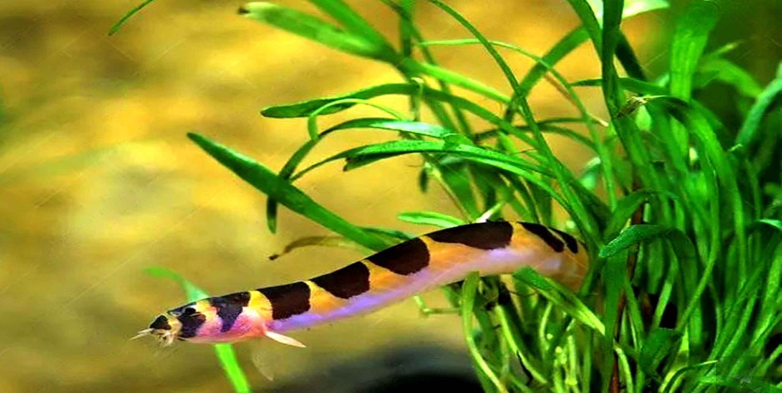 Kuhli Loach (Pangiokuhlii)