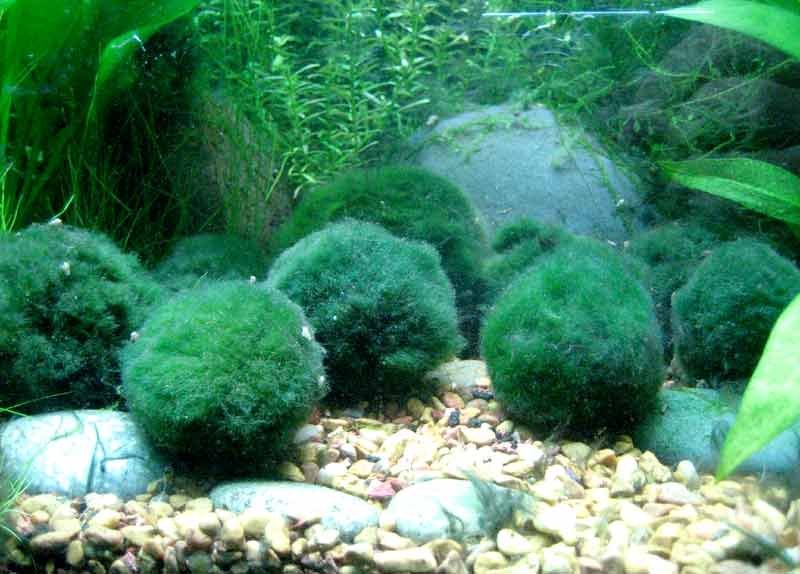 Marimo-Moss-Ball