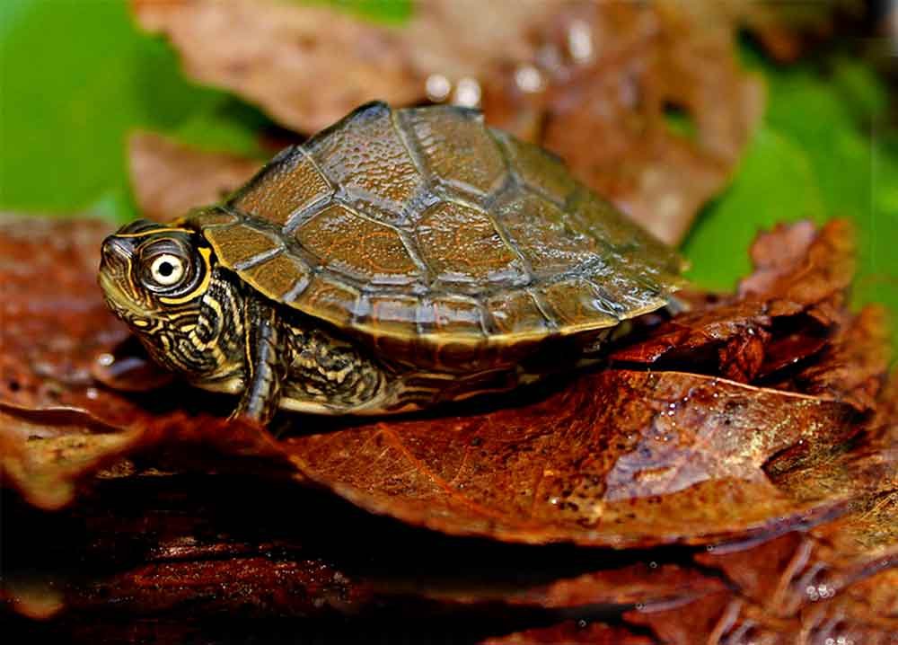 Mississippi-Map-Turtle