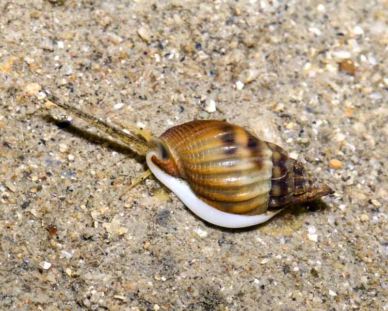 Nassarius-Snail