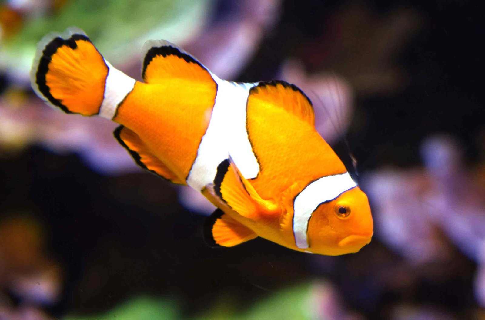 Ocellaris-Clownfish