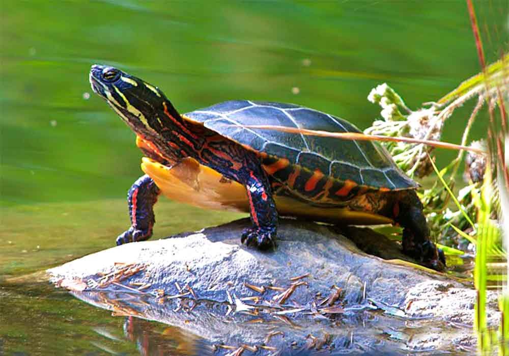 Painted-Turtle