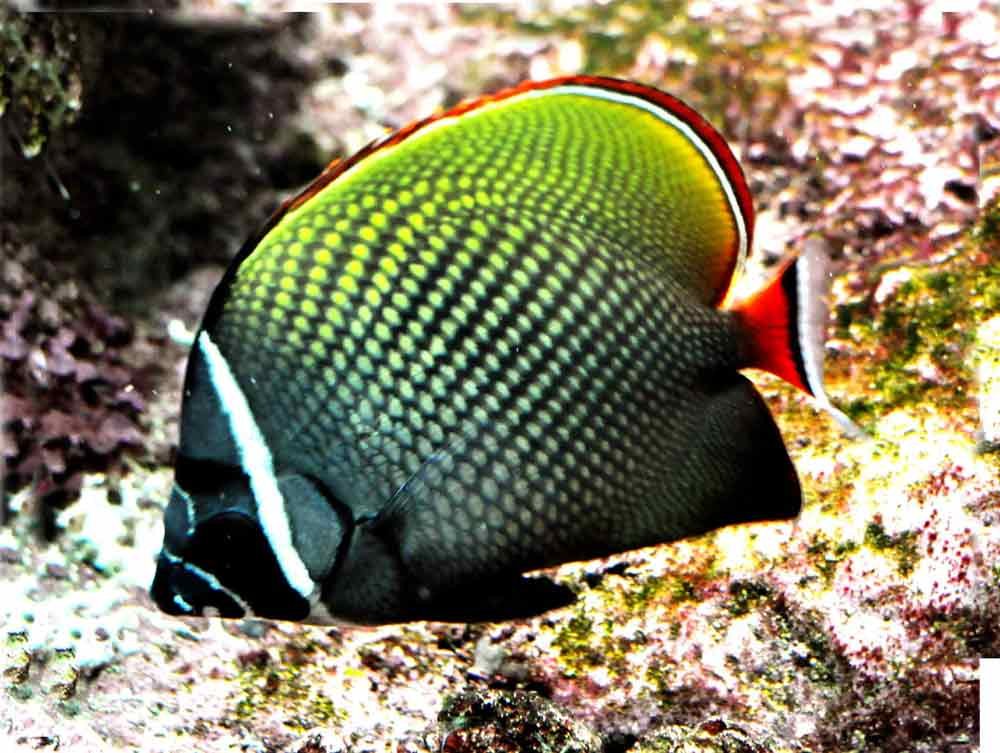 Pakistan-Butterflyfish