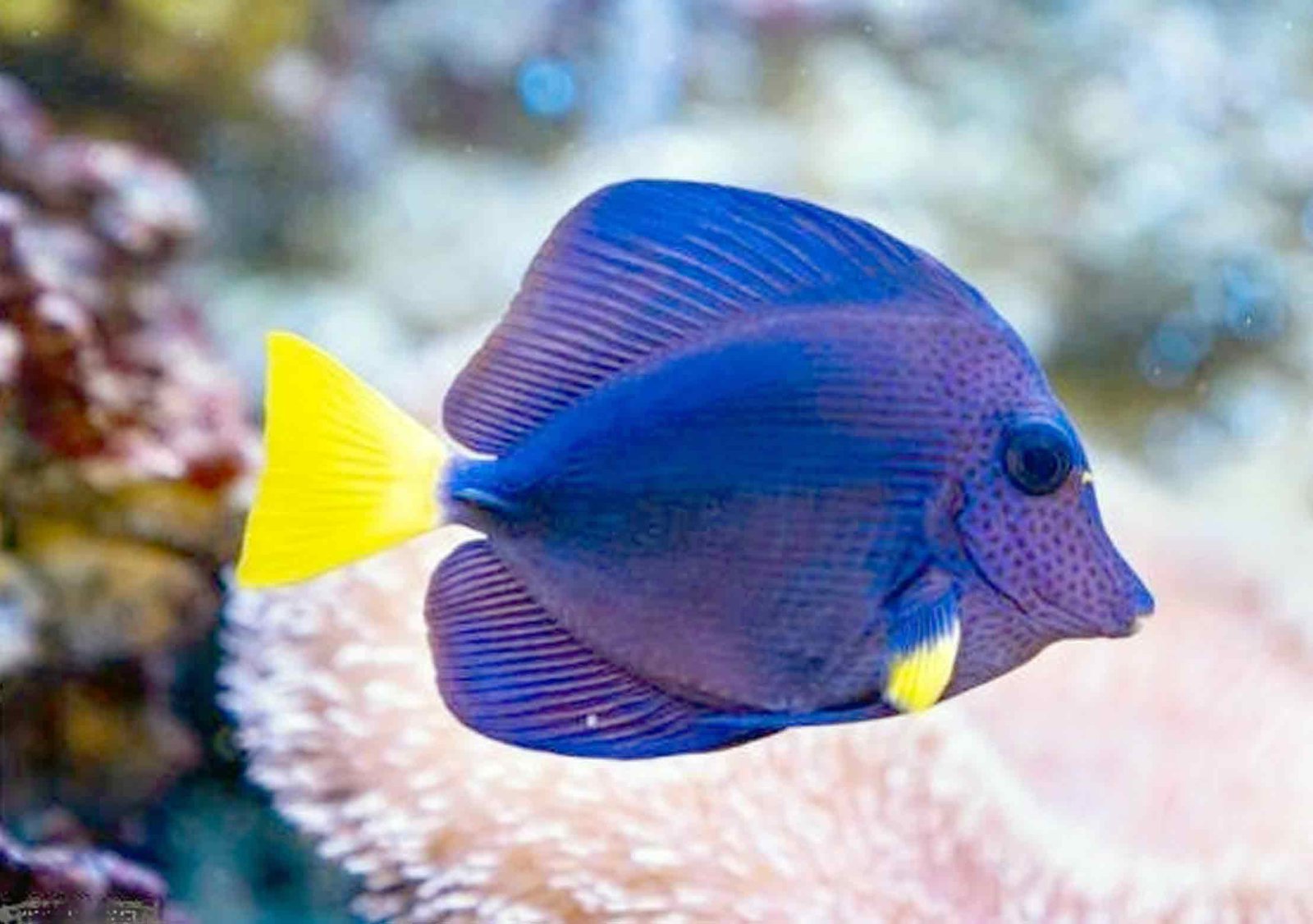 Purple-Tang