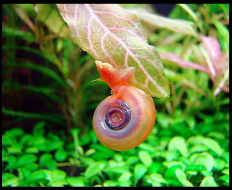 Ramshorn-Snails 