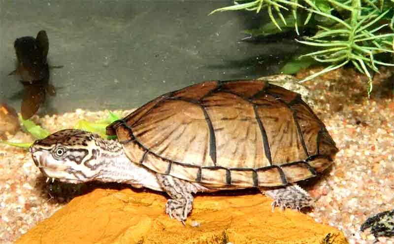 Razor-Backed-Musk-Turtle