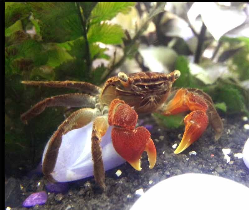 Red-Claw-Crab