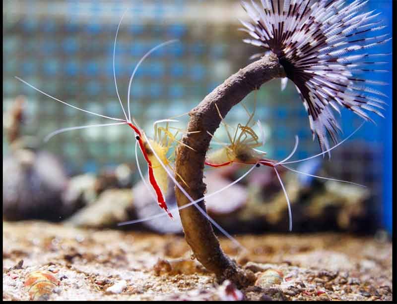 Red-Line-Cleaner-Shrimp 