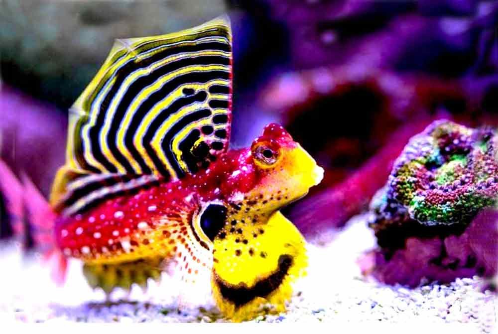 Ruby-Red-Dragonet