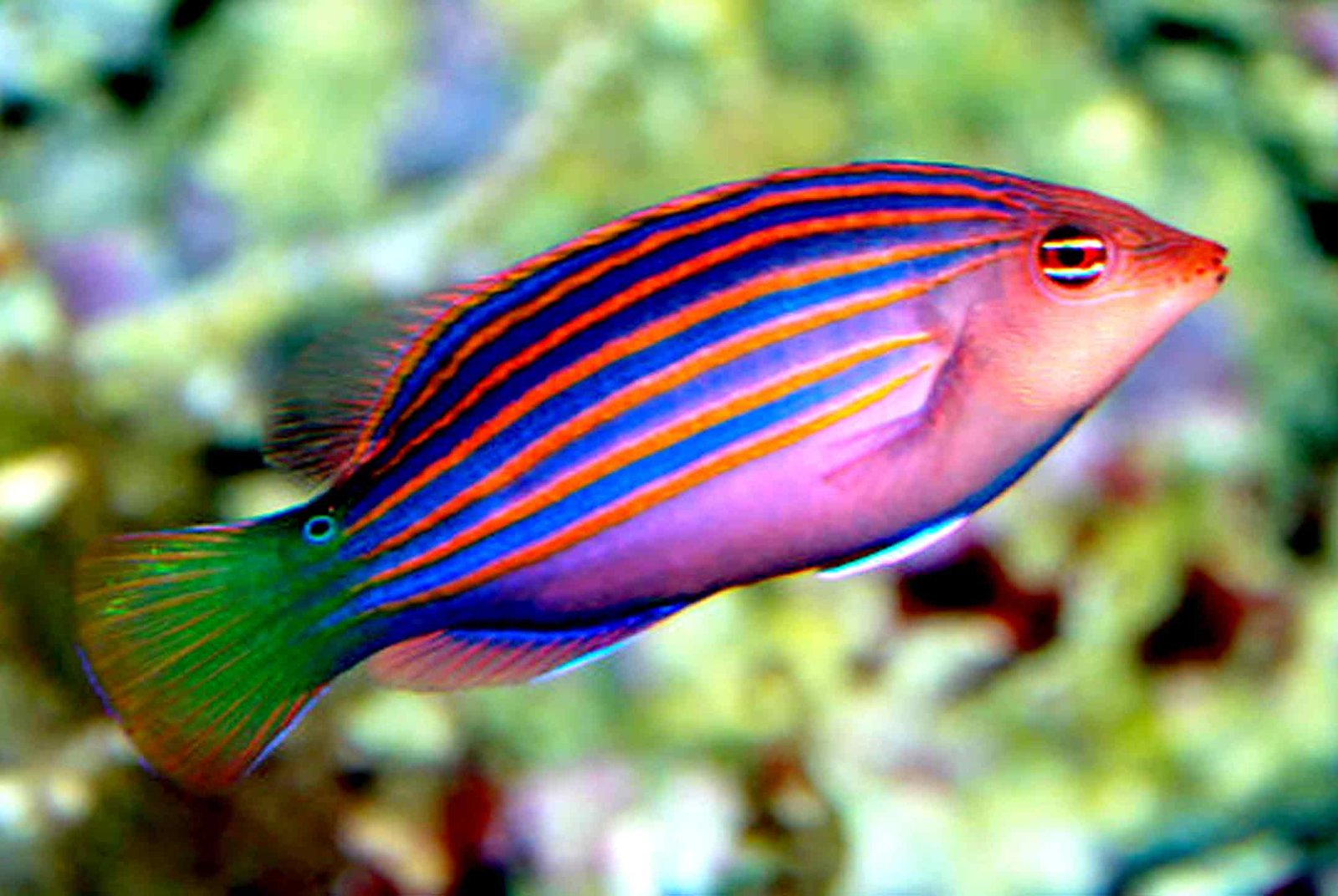 Six Lined Wrasse