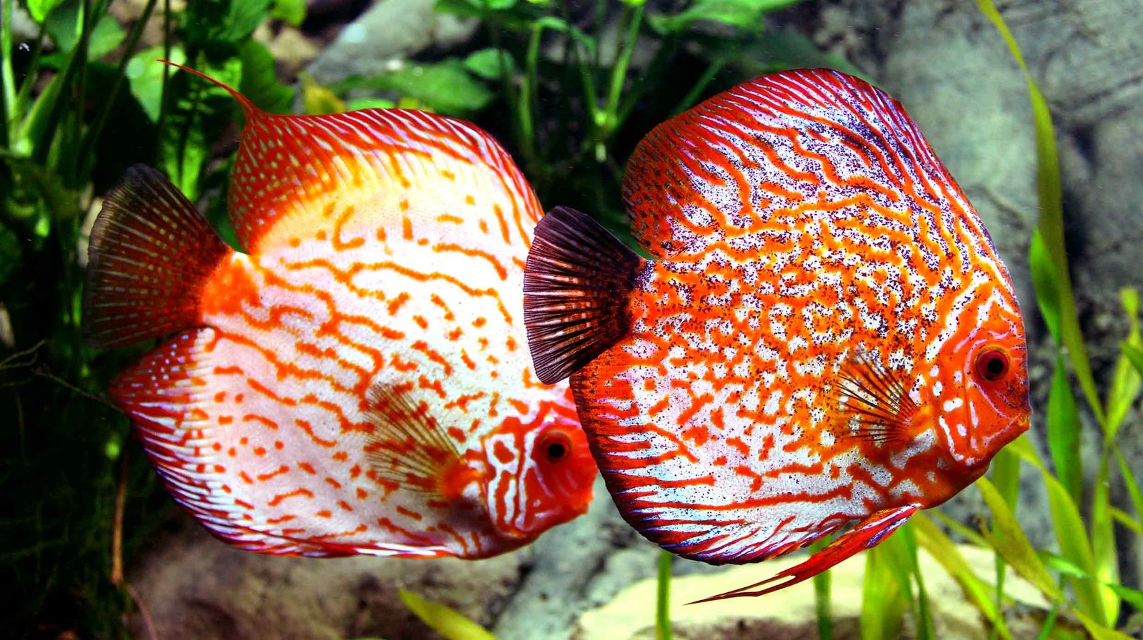 Snakeskin Discus Fish