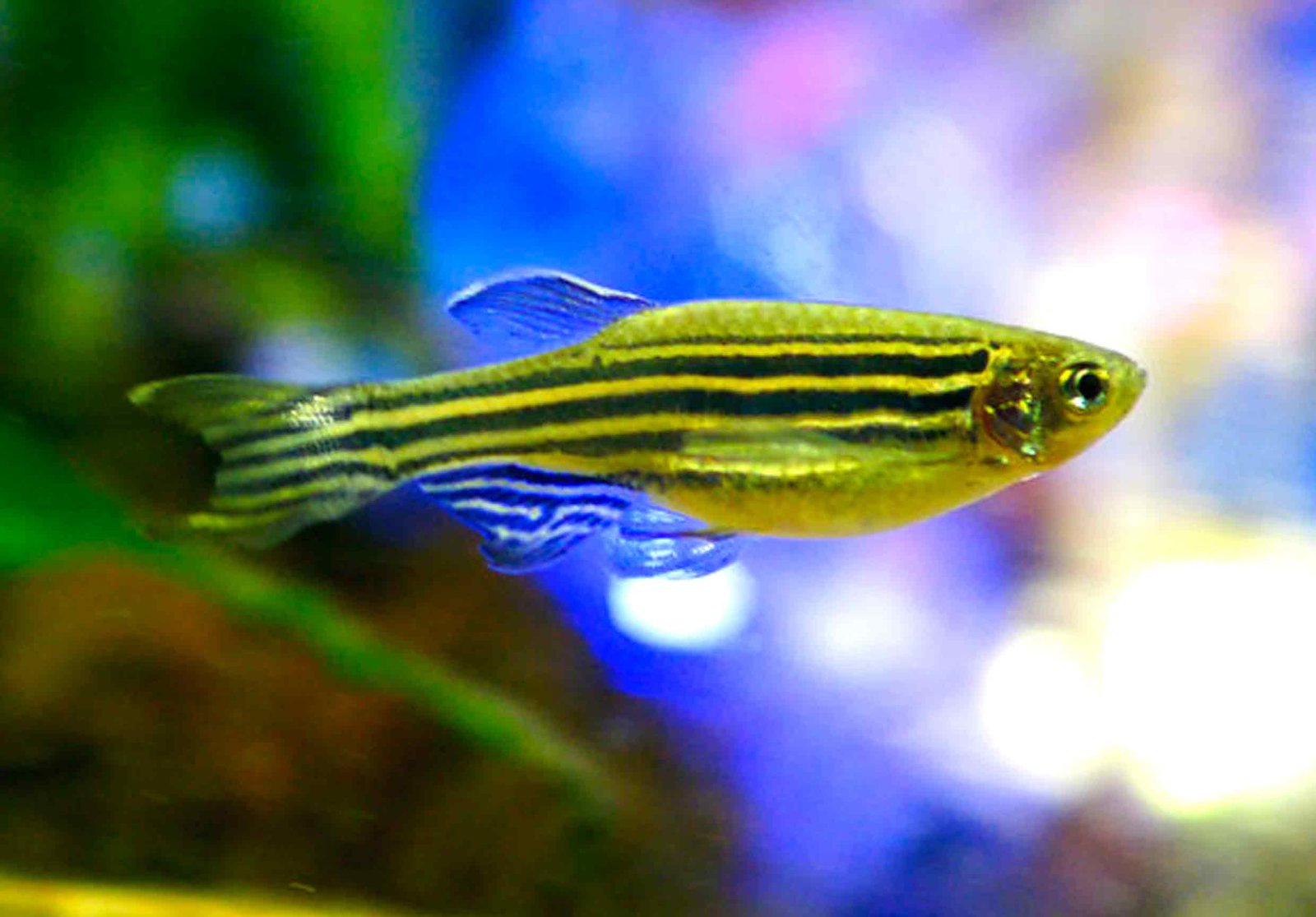 Zebra Danio