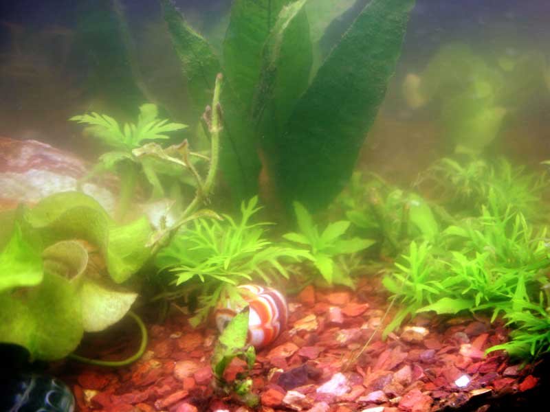 how to control algae in fish tank